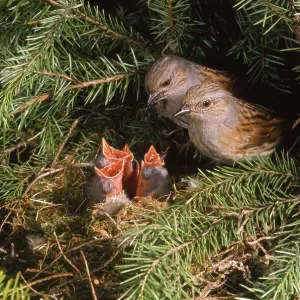 Dunnock - two adults at nest with young Dunnock - two adults at nest with young
