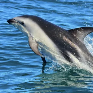 Dusky Dolphin - leaping from water Dusky Dolphin - leaping from water