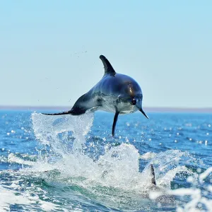 Dusky Dolphin - leaping from water Dusky Dolphin - leaping from water