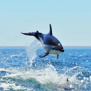 Dusky Dolphin - leaping from water Dusky Dolphin - leaping from water