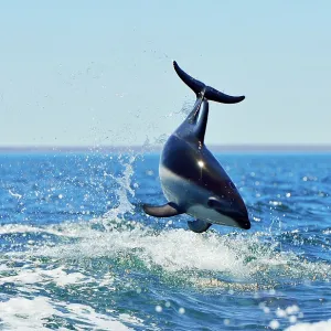 Dusky Dolphin - leaping from water Dusky Dolphin - leaping from water