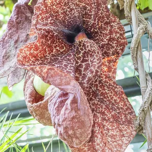 Dutchman's Pipe, Aristolochia gigantea, flower Dutchman's Pipe, Aristolochia gigantea, flower