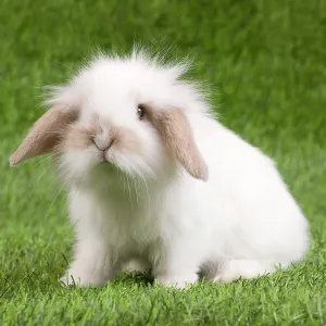 Dwarf Lop Rabbit Dwarf Lop Rabbit