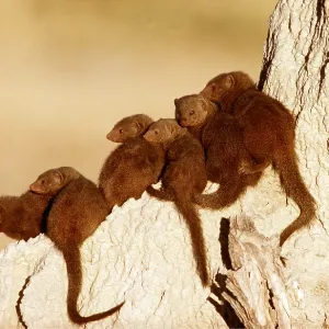 Dwarf MONGOOSE - group, sunbathing Dwarf MONGOOSE - group, sunbathing