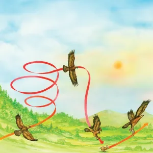 Eagle hunting using thermals Eagle hunting using thermals