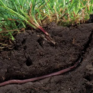 Earthworm Earthworm