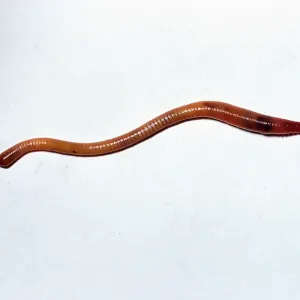 EARTHWORM