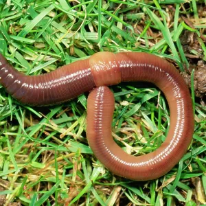 EARTHWORM - crawling over grass, showing saddle