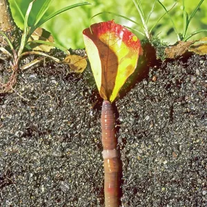 Earthworm - pulling leaf down into its burrow Earthworm - pulling leaf down into its burrow