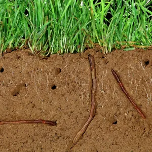 Earthworms - Soil cross-section showing worms in Earthworms - Soil cross-section showing worms in