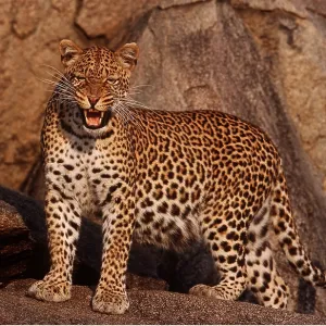 East African LEOPARD