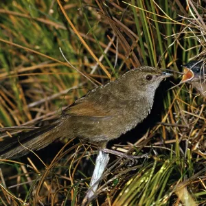Eastern Bristlebird - feeding young at nest Eastern Bristlebird - feeding young at nest