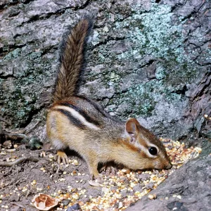 Eastern Chipmunk - Feeding Eastern Chipmunk - Feeding