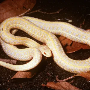 EASTERN GARTER SNAKE - ALBINO EASTERN GARTER SNAKE - ALBINO