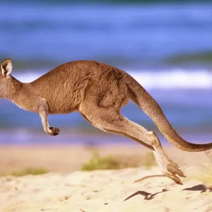 Eastern Grey Kangaroo - running on beach