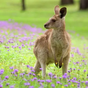 Eastern Grey Kangaroo - young adult sitting on Eastern Grey Kangaroo - young adult sitting on