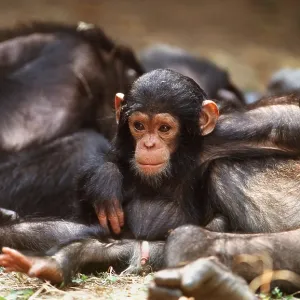 Eastern long-haired CHIMPANZEE - Infant with resting group