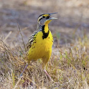 Eastern Meadowlark Eastern Meadowlark