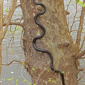 Eastern ratsnake, Pantherophis alleghaniensis, climbing