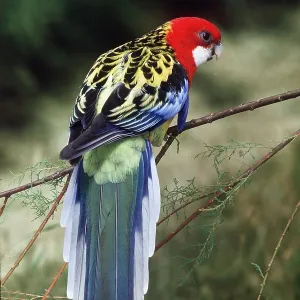 EASTERN ROSELLA - on branch EASTERN ROSELLA - on branch