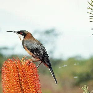 Eastern SPINEBILL - on flower head Eastern SPINEBILL - on flower head