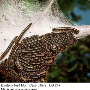 Eastern Tent Moth Caterpillars / larvae Eastern Tent Moth Caterpillars / larvae