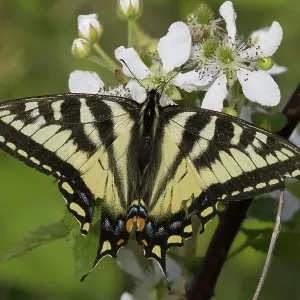 Eastern Tiger Swallowtail Eastern Tiger Swallowtail