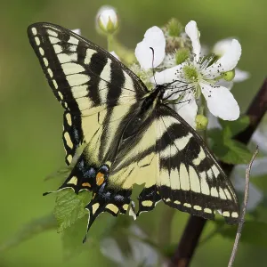Eastern Tiger Swallowtail Eastern Tiger Swallowtail
