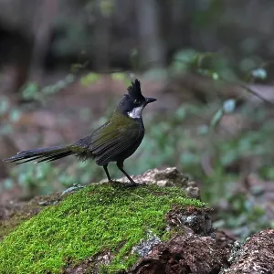 Eastern Whipbird Eastern Whipbird