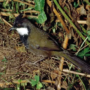 Eastern Whipbird - adult at nest with young Eastern Whipbird - adult at nest with young