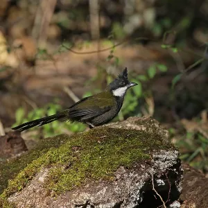 Eastern Whipbird after a bath Eastern Whipbird after a bath