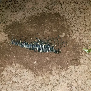 Echidna / Spiny Anteater - burying itself Echidna / Spiny Anteater - burying itself