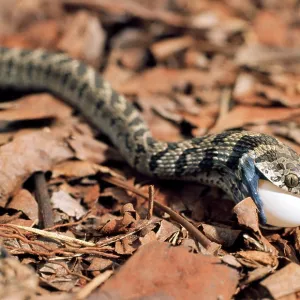 Egg-eating Snake - eating egg - sequence 3 of 7 Egg-eating Snake - eating egg - sequence 3 of 7