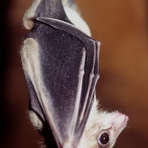 EGYPTIAN FRUIT BAT - HANGING EGYPTIAN FRUIT BAT - HANGING
