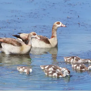 Egyptian Geese & goslings Egyptian Geese & goslings