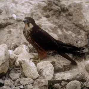 EleonoraIs Falcon - at nest with eggs EleonoraIs Falcon - at nest with eggs