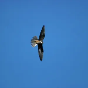 Eleonora's Falcon - in flight, ventral viewS Eleonora's Falcon - in flight, ventral viewS