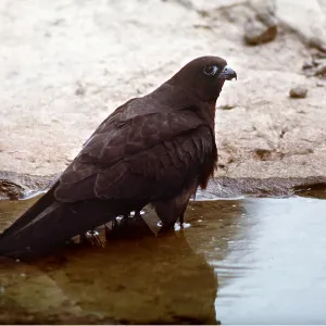 ELEONORA'S FALCON - in water ELEONORA'S FALCON - in water