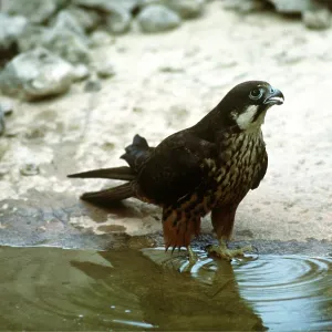 ELEONORA'S FALCON - in water ELEONORA'S FALCON - in water