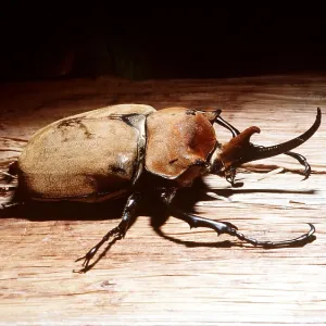 ELEPHANT BEETLE - ON WOOD, heaviest insect in the world ELEPHANT BEETLE - ON WOOD, heaviest insect in the world
