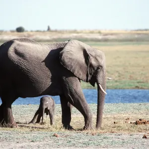 ELEPHANT & CALF UNDERNEATH ELEPHANT & CALF UNDERNEATH