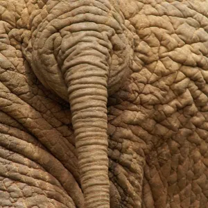 Elephant - Close up rear view of African Elephant Elephant - Close up rear view of African Elephant