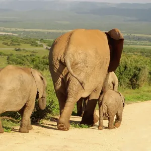 Elephant - Cow and calves Elephant - Cow and calves