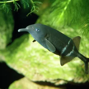 ELEPHANT FISH / Elephant-trunk Mormyrid - electric ELEPHANT FISH / Elephant-trunk Mormyrid - electric