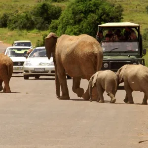 Elephant herd crosses a road - watched by tourists Elephant herd crosses a road - watched by tourists