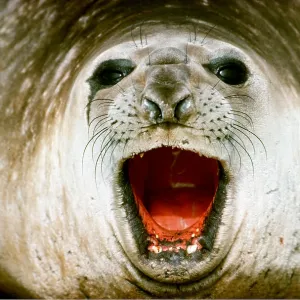 ELEPHANT SEAL - Close-up of face, with mouth open ELEPHANT SEAL - Close-up of face, with mouth open