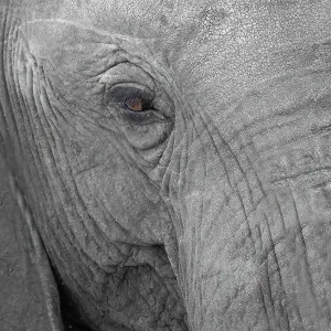 Elephantidae, detail, Kruger National Park Elephantidae, detail, Kruger National Park