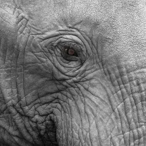 Elephantidae, detail, Kruger National Park Elephantidae, detail, Kruger National Park