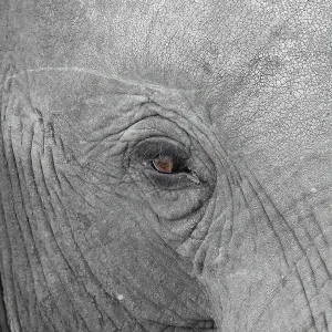 Elephantidae, detail, Kruger National Park Elephantidae, detail, Kruger National Park