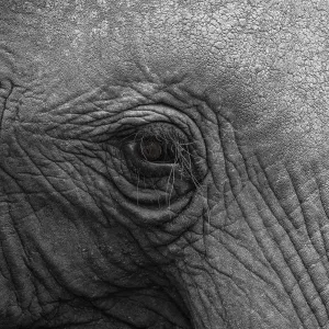 Elephantidae, detail, Kruger National Park Elephantidae, detail, Kruger National Park